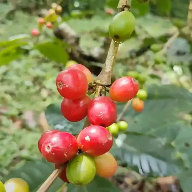 Granos de café rojos y maduros en una rama, en un cafetal de la zona de Barichara